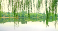 【養(yǎng)生知識】已入五九，六九將至，五九的養(yǎng)生秘訣，你知道嗎？