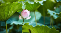 【三伏天養(yǎng)生】三伏天養(yǎng)生有六大禁忌，你知道嗎？記得分享給家人知道！