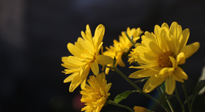 【養(yǎng)生知識】入秋菊花藥膳，美味營養(yǎng)、養(yǎng)生保??！
