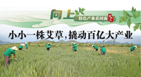 【行業(yè)資訊】向上，特色產(chǎn)業(yè)看河南：南陽(yáng)艾區(qū)域品牌正在叫響！