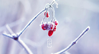 【小寒節(jié)氣】時處二三九，臘月梅花開！