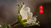 【二十四節(jié)氣灸】雨水節(jié)氣，扶陽、祛濕、調(diào)氣血，才是養(yǎng)生重點(diǎn)！艾灸，橫掃濕寒！
