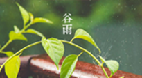 【二十四節(jié)氣灸】谷雨節(jié)氣脾土濕，艾灸降濕濁，脾旺不受邪！