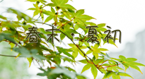 【艾灸養(yǎng)生】春末夏初：上熱下寒癥狀，補(bǔ)不如疏通淤堵，試試艾灸吧！