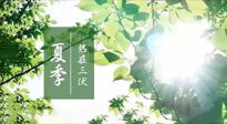 【艾灸三伏天】今年三伏不一般，仙草小助理建議大家早作準(zhǔn)備哦！