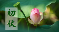 【三伏天】初伏將至，“蒸煮”模式開啟！想要健康，這四類食物別錯過！！