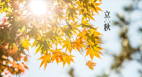 【節(jié)氣飲食】立秋將至，吃最合適的飲食，平穩(wěn)度過(guò)季節(jié)交替！